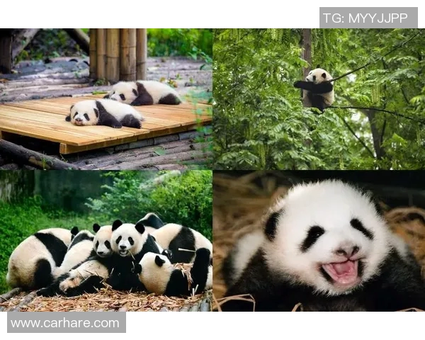 足球明星亲密接触大熊猫探索中国文化与自然之美